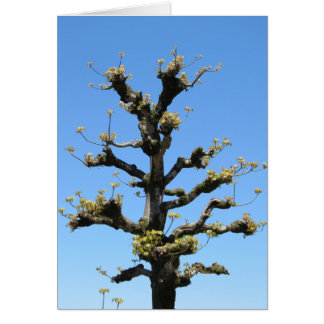 Árbol solo - serie de TBD