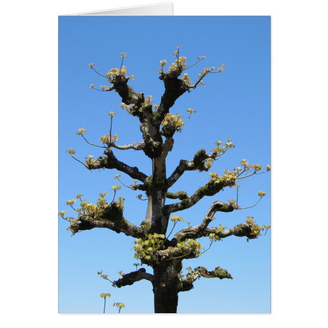 Árbol solo - serie de TBD (Frente)