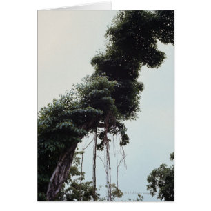 Árbol y vid en la selva