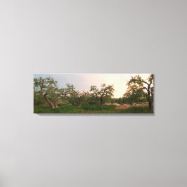 Arboleda de olivos al atardecer impresión en lienz