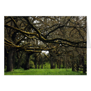 Arboleda del roble, 2