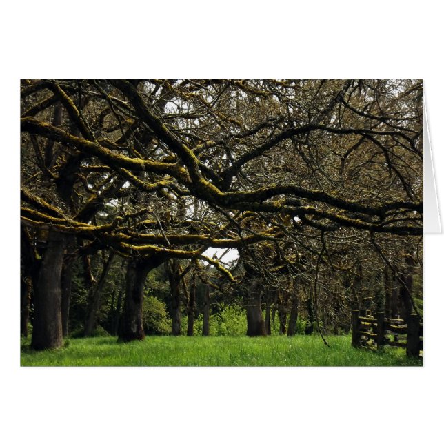 Arboleda del roble, 2 (Anverso (Horizontal))