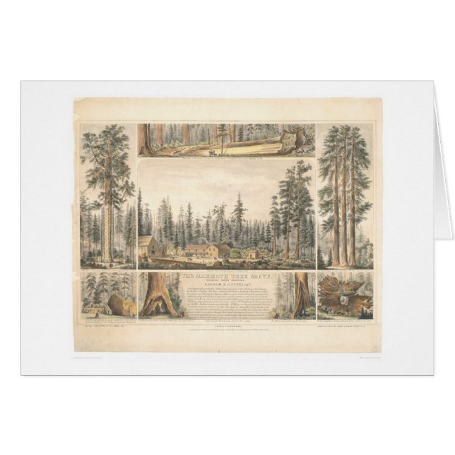 Arboleda gigantesca del árbol (0976A) (Anverso (Horizontal))