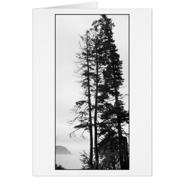 Árboles altos y niebla (Frente)