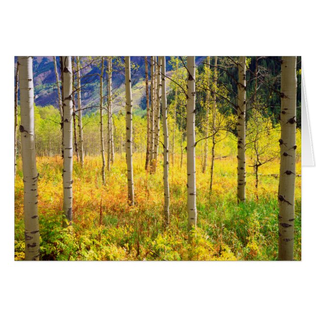 Árboles ápicos en otoño en las rocas (Anverso (Horizontal))