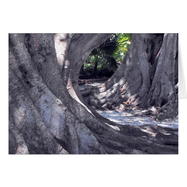 Árboles Banyan (Anverso (Horizontal))