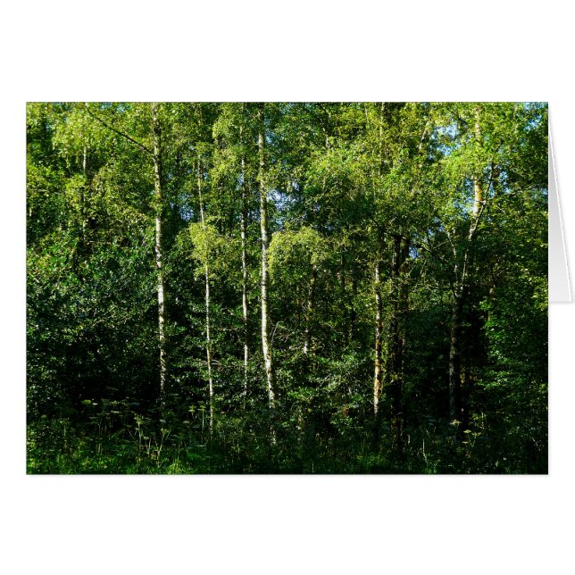 Árboles Birch de Plata (Anverso (Horizontal))