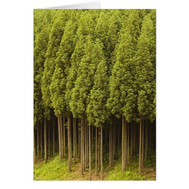 Árboles Cedares Koya Sugi (Frente)