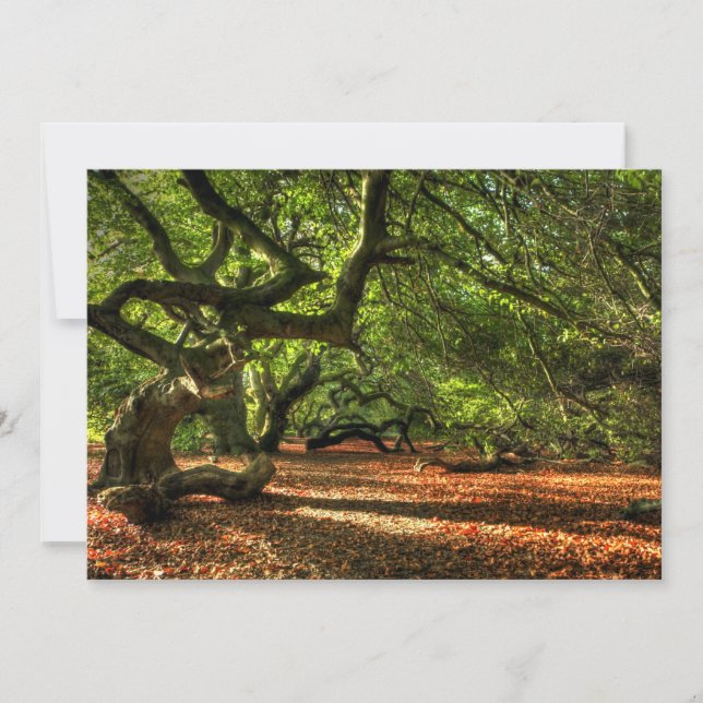 Árboles cocidos de Lavizzara (Anverso)