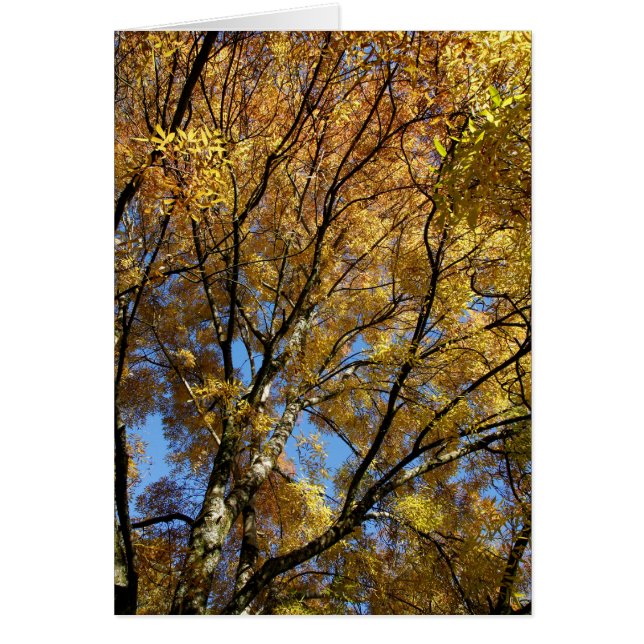 Árboles coloridos en otoño (Frente)