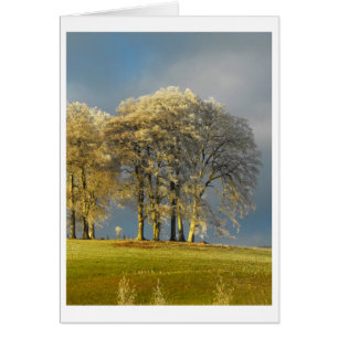 Árboles congelados en la tarjeta de la cima de una