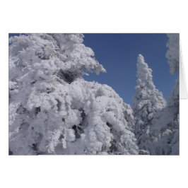 Árboles coníferos cubiertos de nieve