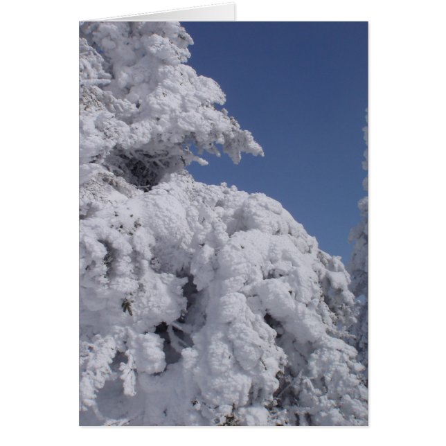 Árboles coníferos cubiertos de nieve (Frente)