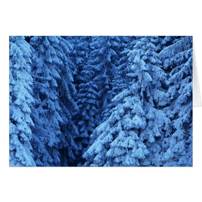 árboles cubiertos de nieve (Anverso (Horizontal))