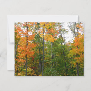 Árboles de Arce de Otoño Fotografía de la Naturale