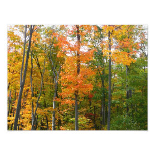 Árboles de Arce de Otoño Fotografía de la Naturale