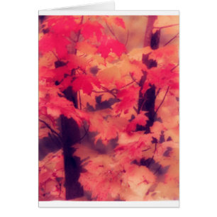 Árboles de arce en caída