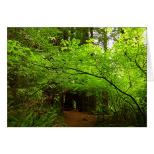 Árboles de Arce en el Bosque de Secuoyas