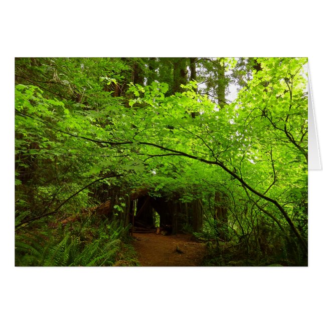 Árboles de Arce en el Bosque de Secuoyas (Anverso (Horizontal))