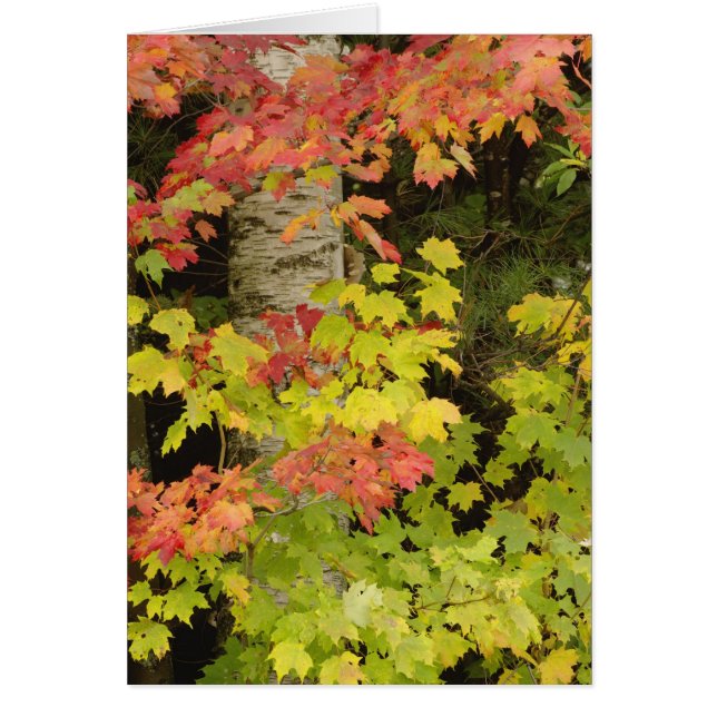 Arboles de arce y abedul de otoño, blanco (Frente)