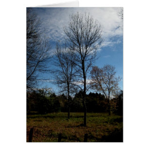 Árboles de Blank_Ontario