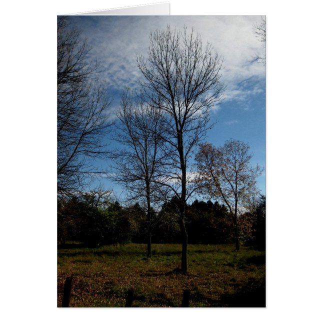 Árboles de Blank_Ontario (Frente)