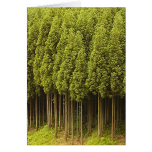 Árboles de cedro de Koya Sugi