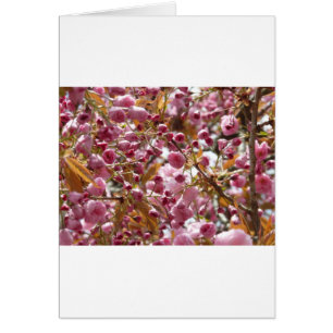 Árboles de cerezo japoneses