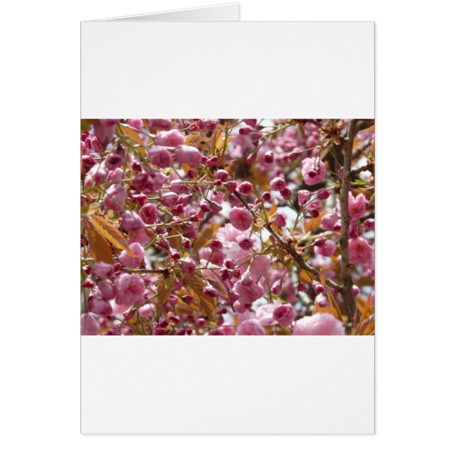 Árboles de cerezo japoneses (Frente)