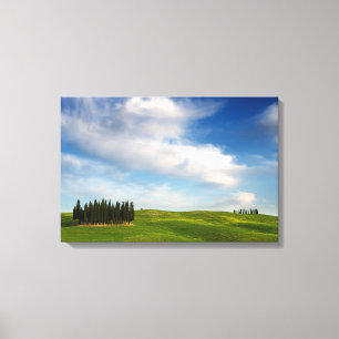 Árboles de cipreses en lienzo toscano