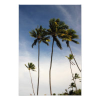 Árboles de coco Impresión fotográfica Brasil