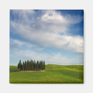 Árboles de Cypress en el imán de Toscana
