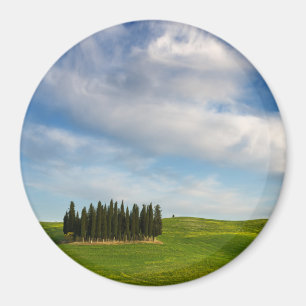 Árboles de Cypress en el imán redondo de Toscana