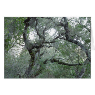 Árboles de encino en Paso Robles, California