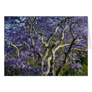 Árboles de jacaranda en flor en New Farm Park, 2