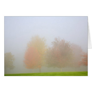 Árboles de la caída cubiertos en niebla