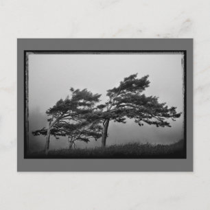 árboles de la postal del viento