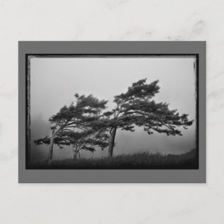 árboles de la postal del viento
