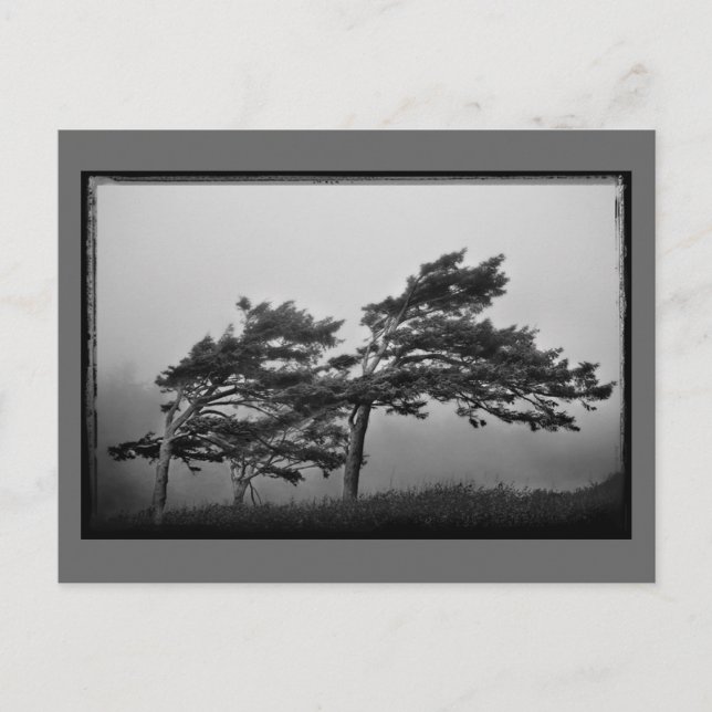 árboles de la postal del viento (Anverso)