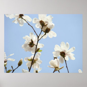 Árboles de las flores de la MAGNOLIA 38 posters de