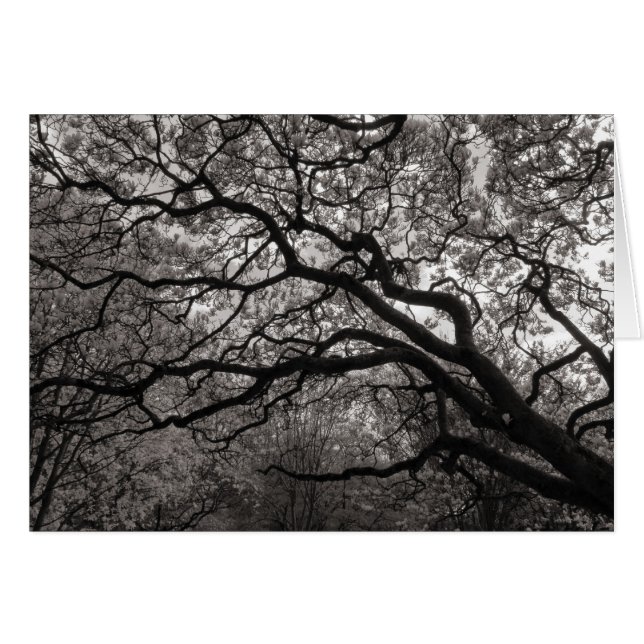 Árboles de magnolia en flor (Anverso (Horizontal))