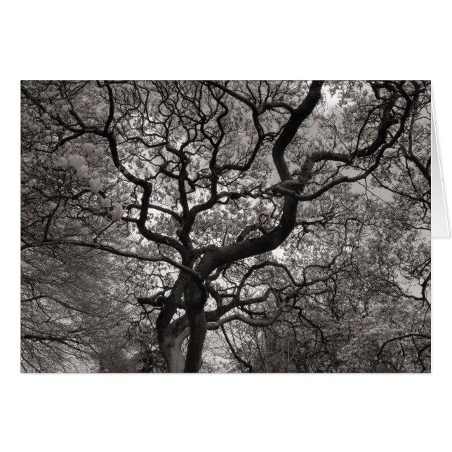 Árboles de magnolia en flor (Anverso (Horizontal))