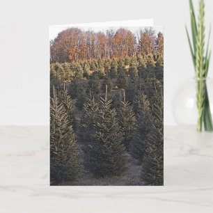 Árboles de navidad de Carolina del Norte