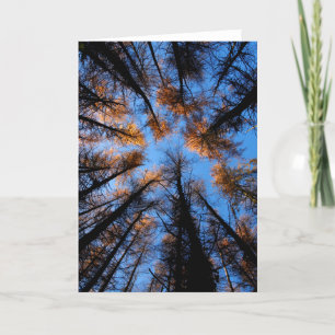 Árboles de otoño con tarjeta de saludo al atardece