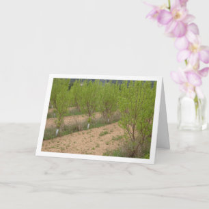 Árboles de persimón en tarjeta de primavera