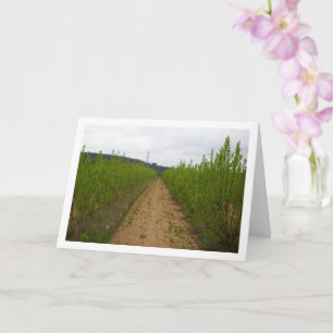 Árboles de persimón en tarjeta de primavera