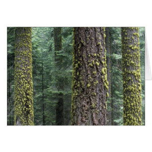 árboles de secuoya gigante en el bosque, Sequoia y