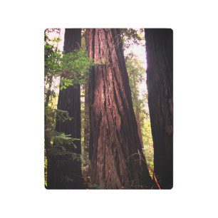 Árboles de secuoya Muir Woods Arte Metalizado