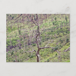 árboles de vida y muerte en la postal del valle