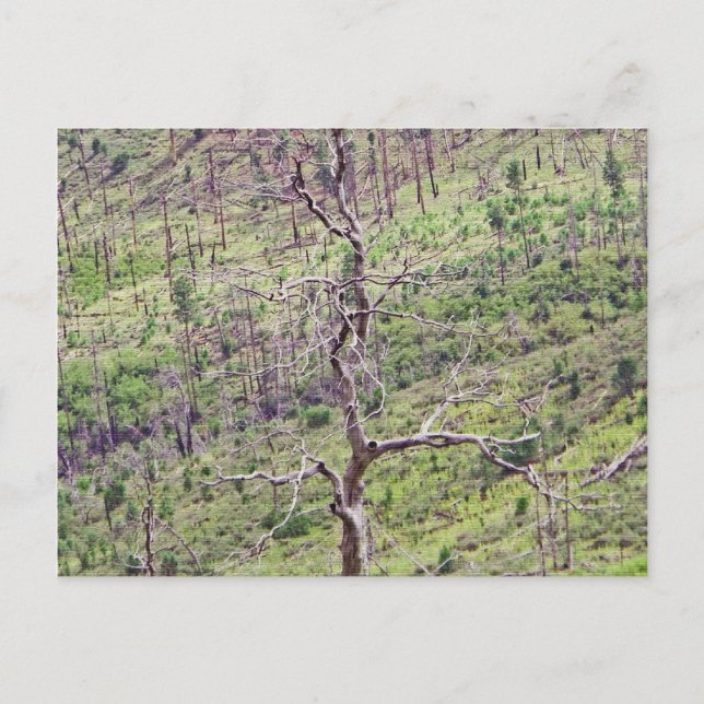 árboles de vida y muerte en la postal del valle (Anverso)